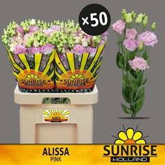 Eustoma Double Alissa Pink 70cm