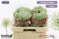Ammi Visnaga Casablanca 55cm