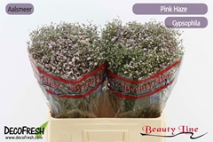 Gypsophila Paniculata Pink Haze 60cm 15gr.