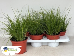 Carex ColorGrass Phoenix Green 15Ø 35cm