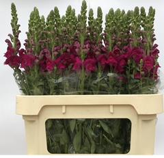 Antirrhinum Cannes Purple 75cm