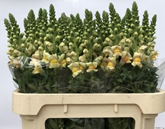 Antirrhinum Costa Apricot 75cm
