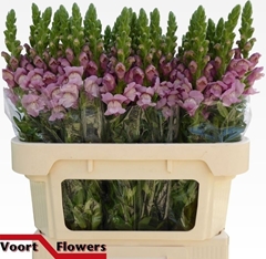 Antirrhinum Potomac Lavender 75cm