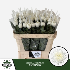 Chrysanth Single Antonov 70cm 70gr.
