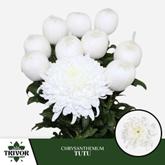 Chrysanth Single Tutu 70cm 70gr.