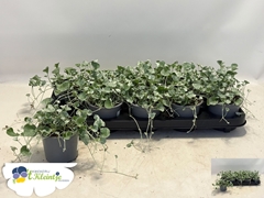 Dichondra Silver Falls 12Ø 20cm