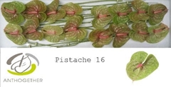 Anthurium Pistache 11cm Hd
