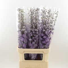 Delphinium Double Dev Mojo Magenta 100cm