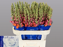 Antirrhinum Antibes Orange 75cm