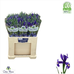 Iris Blue Magic 58cm 32gr.