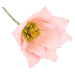Eustoma Single Botanic Apricot 45cm