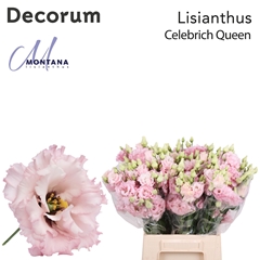 Eustoma Double Celebrich Queen 45cm
