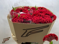 Celosia Red Ace 80cm