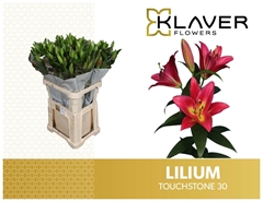 Lily Oriental Touchstone 90cm 3+