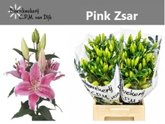 Lily Oriental Pink Zsar 70cm 5+