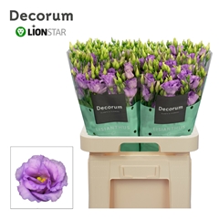 Eustoma Double Corelli Lavender 70cm