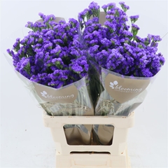 Limonium Sinuatum Pippa Wings 70cm 35gr.