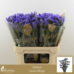 Limonium Sinuatum Levis Wings 80cm 55gr.