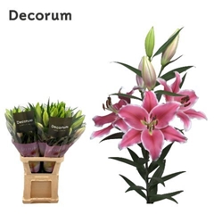 Lily Oriental Brancusi 100cm 4+