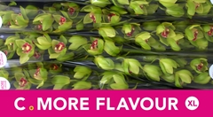 Cymbidium Lightning 80cm