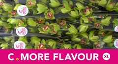 Cymbidium Lightning 60cm