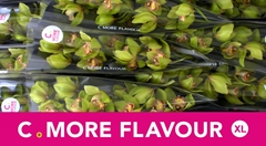 Cymbidium Melissa 60cm