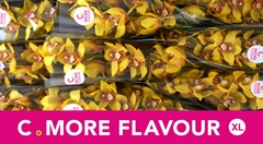 Cymbidium La Vie Stella 60cm
