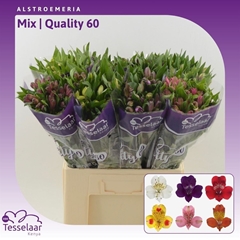 Alstroemeria Mix 60cm 40gr.