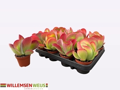 Kalanchoe Thyrsiflora 8Ø 15cm