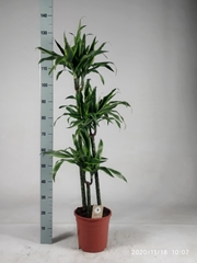 Dracaena Lemon Lime 24Ø 135cm