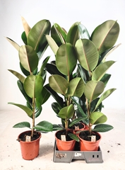 Ficus Robusta 19Ø 100cm