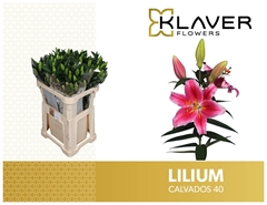 Lily Oriental Calvados 85cm 4+