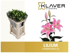 Lily Oriental Sorbonne 75cm 4+