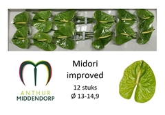 Anthurium Midori Improved 13cm Hd