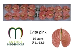 Anthurium Evita Pink 11cm Hd