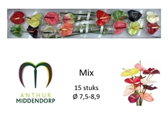 Anthurium Mix 750cm Hd