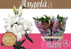 Lily Oriental Double Roselily Angela 90cm 1+