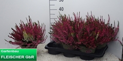 Calluna Garden Girls Trio Girls 17Ø 30cm