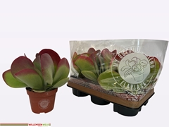 Kalanchoe Thyrsiflora 13Ø 23cm