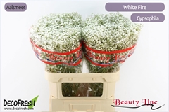 Gypsophila Paniculata White Fire 80cm 35gr.