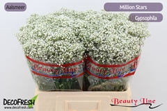 Gypsophila Paniculata Million Stars 60cm 10gr.
