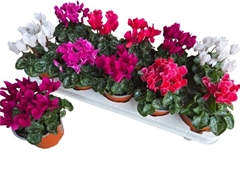 Cyclamen Super Serie Carino 10Ø 25cm