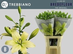 Lily La Trebbiano 90cm 4+