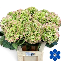 Hydrangea Schneeball Classic 80cm 21-23cm Hd