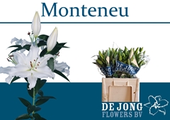 Lily Oriental Monteneu 60cm 3+