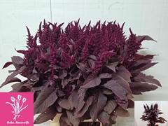 Amaranthus Cruentus Velvet 100cm