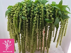 Amaranthus Caudatus Cycloop 80cm