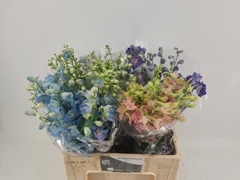 Delphinium Double Mix 60cm