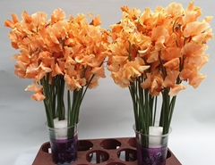 Lathyrus Parfum Painted Orange Magic 35cm