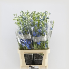 Delphinium Double Centurion Skyblue 100cm